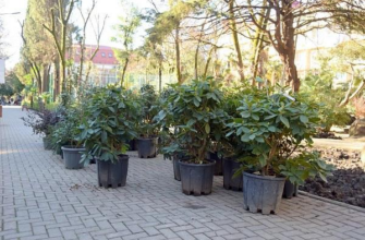Более 900 южных растений высадят в центральных скверах Сочи