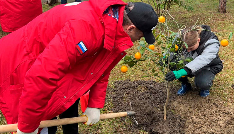 В Сочи олимпийские чемпионы высадили аллею цитрусовых к юбилею Игр 2014. Видео