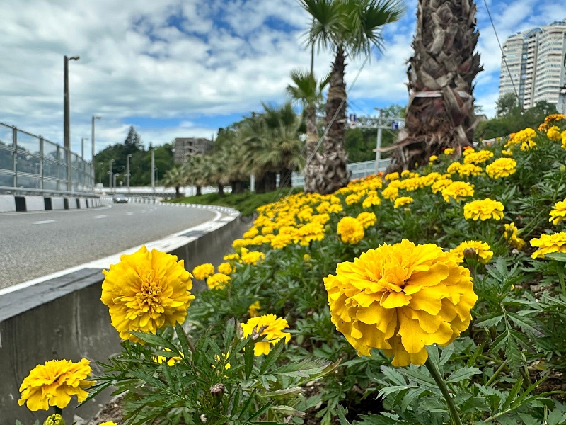 На автодороге Сочи — Хоста высадили 17 тыс. сезонных цветов и новые пальмы